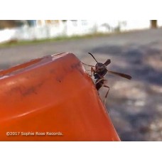 The Ground is Pointed - Single