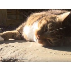 Missing Boy - single